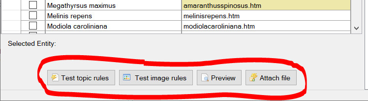 Preview entity file, Play rule(s), and entity file browse buttons.